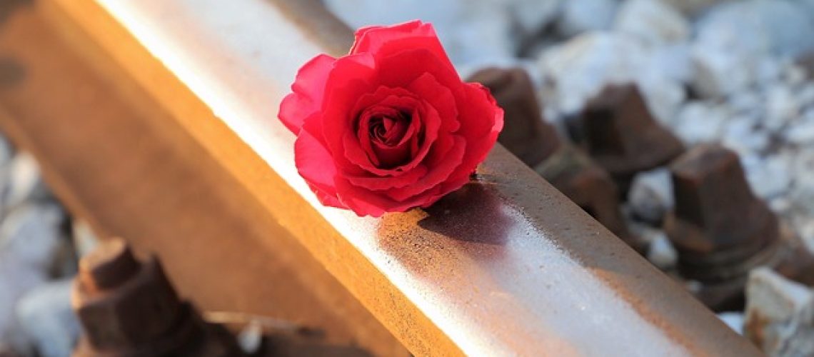 red-rose-5002371